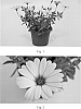 Osteospermum%20hybrida%20%27SAKOST190%27