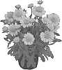 Gaillardia%20aristata%20%27KIEGALYEL%27