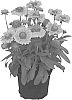 Gaillardia%20aristata%20%27KIEGALPEA%27