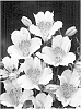 Alstroemeria%20hybrida%20%27Zalsalan%27