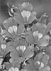 Alstroemeria%20hybrida%20%27Zalsaden%27
