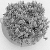 Ajuga%20x%20tenorii%20%27Mint%20Chip%27