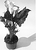 Zantedeschia%20sp.%20%27Captain%20Amigo%27