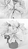Euphorbia%20pulcherrima%20Willd.%20%27PER16806%27