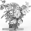 Rosa%20hybrida%20%27WEKausboy%27