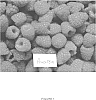 Rubus%20idaeus%20L.%20%27Awaroa%27