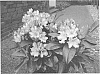 Rhododendron%20hybrid%20%27Rhodunter%20149%27