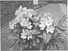 Rhododendron%20hybrid%20%27Rhodunter%20149%27