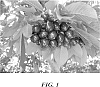 Prunus%20avium%20%27Maddison%27