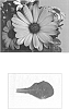 Osteospermum%20ecklonis%20%27Sunny%20Fiona%27