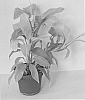 Philodendron%20domesticum%20%27Lemon%20Lime%27