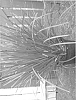 Lomandra%20hystrix%20%27LHCOM%27