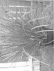 Lomandra%20hystrix%20%27LHCOM%27