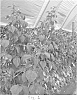Rubus%20idaeus%20l.%20%27Autumn%20Treasure%27