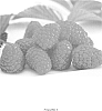 Rubus%20idaeus%20L.%20%27Korere%27