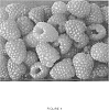 Rubus%20idaeus%20L.%20%27Adele%27