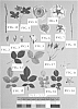Rosa%20hybrida%20%27cv.%20Meiludoca%27