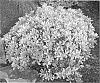 Ternstroemia%20gymnanthera%20%27HOHB%27
