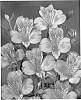 Alstroemeria%20hybrida%20%27Zalsacal%27