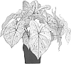 Caladium%20x%20hortulanum%20%27Cranberry%20Star%27