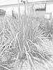 Dianella%20caerulea%20%27John%20316%27