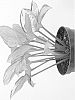 Hosta%20hybrida%20%27Paradise%20Island%27