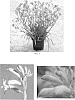Anigozanthos%20hybrid%20%27Ramboramp%27