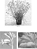 Anigozanthos%20hybrid%20%27Ramboramp%27