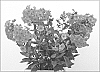 Phlox%20paniculata%20%27Tequila%20Sunrise%27