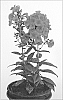 Phlox%20paniculata%20%27Strawberry%20Daiquiri%27