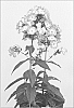 Phlox%20paniculata%20%27Pink%20Lady%27