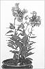 Phlox%20paniculata%20%27Red%20Caribbean%27