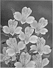 Alstroemeria%20hybrida%20%27Zalsasaq%27