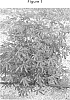 Hibiscus%20acetosella%20x%20Hibiscus%20radiatus%20%27Panama%20Bronze%27