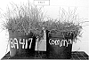 Eremochloa%20ophiuroides%20%27BA-417%27