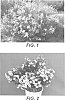 Chamelaucium%20hybrid%20%28Chamelaucium%20uncinatum%20x%20Chamelaucium%20megalopetalum%29%20%27Matilda%27
