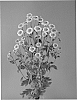 Chrysanthemum%20x%20morifolium%20%27Dekgomba%20Green%27