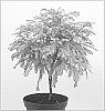 Metasequoia%20glyptostroboides%20%27Shirrmann%27s%20Nordlicht%27