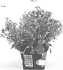 Campanula%20portenschlagiana%20%27ROYAL%27