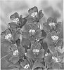 Alstroemeria%20hybrida%20%27Zalsaris%27