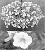 Calibrachoa%20sp.%20%27Sunbelremo%27