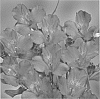Alstroemeria%20hybrida%20%27Zalsamin%27