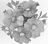 Calibrachoa%20sp.%20%27Duealbusky%27