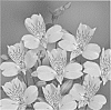 Alstroemeria%20hybrida%20%27Zalsasam%27