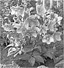 Helleborus%20niger%20x%20Helleborus%20sternii%20%27BLT04%27