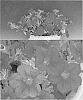 Petunia%20x%20hybrida%20%27Sunsurfcopavio%27