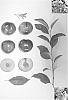 Prunus%20sp.%20%27Plumcandy%20V%27