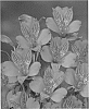 Alstroemeria%20hybrida%20%27Zalsanao%27