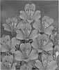 Alstroemeria%20hybrida%20%27Zalsador%27
