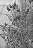 Lavendula%20hybrida%20%27LARKMAN%20BEE%27